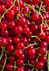 Red currant background