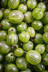Gooseberries as a background