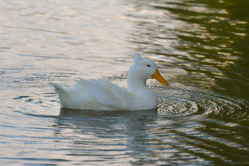 Hochbrutflugente im Teich