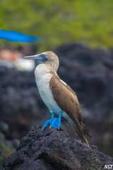 The blue 