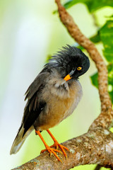 Jungle myna sitting on a tree on Taveuni Island, Fiji