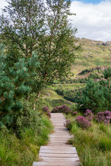 Scenic Landscape View of Mountain, Forest with path in Scottish Highland.