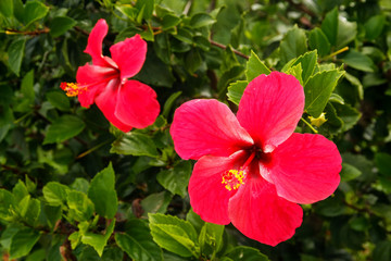 Obraz premium Red hibiscus flower