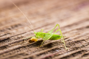 Grasshopper on wooden background