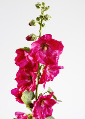 Pink mallow isolated on white