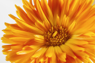 orange gerbera on white, closeup