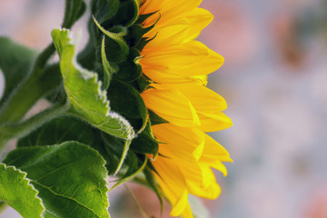 Sunflower side view, closeup