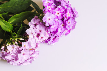 Hortensia bouquet on white