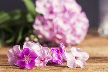 Fototapeta na wymiar Pink hortensia flowers on wooden table