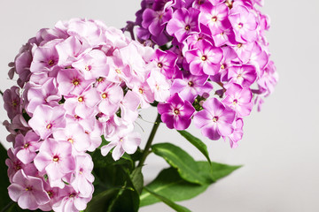 Pink and purple hortensia flowers isolated on white