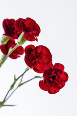 Obraz premium Red carnation isolated on white