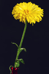 Yellow gerbera in a red bottle on dark background