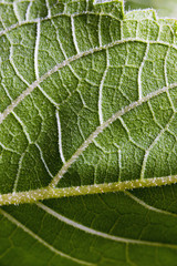Sunflower leaf structure closeup