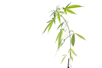 Cannabis leaf isolated on white background