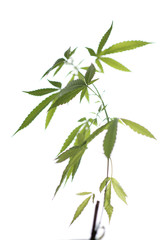 Cannabis leaf isolated on white background