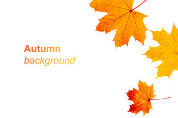 Autumn background with yellow and