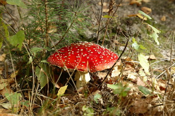 Fly agaric in the forest