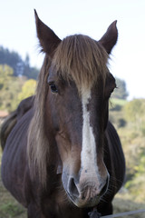 Fototapeta premium Mare