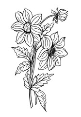 Dahlias, black-and-white contour drawing.