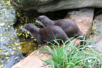 シェーンブルン動物園のコツメカワウソ