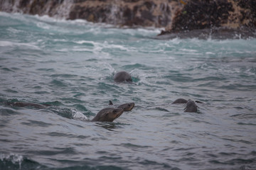 Fototapeta premium Seehunde in Südafrika