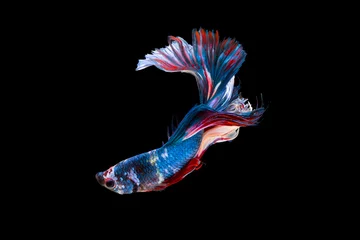 Rolgordijnen The moving moment beautiful of siam betta fish in thailand on black background. © Soonthorn