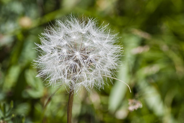 Dandelion Macro