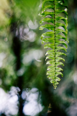 Fern leaf with water drops