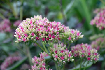 sedum purple