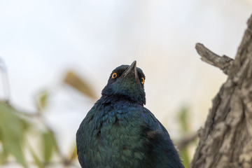 Uccello cangiante