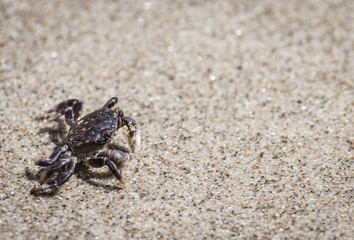 Small crab on sandy beach