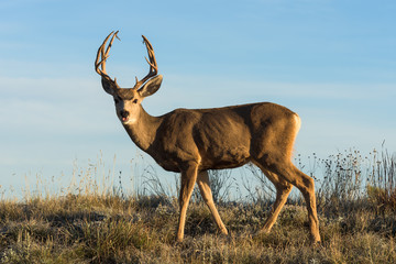 Naklejka na ściany i meble Mule Deer Buck at Sunrise on the Prairie