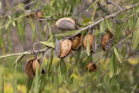 Ripe almonds on the tree branch