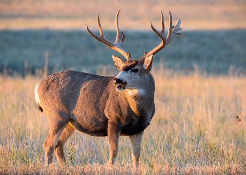 Mule Deer Buck Greeting the Rising Sun