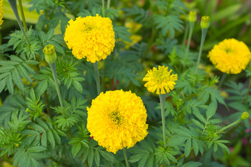 Fresh yellow golden marigold flower in the garden.