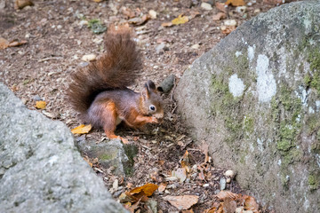 Eichhörnchen Im Wald