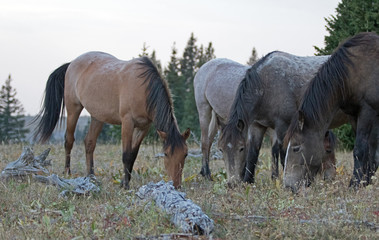 4 wild horses grazing on dry grass next to dead wood logs in the Pryor Mountains Wild Horse Range...