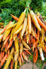 Fresh organic carrots with green leaves 