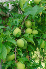 Beautiful branches with still green plums on a branch.
