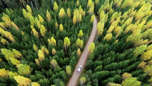 Driving in woods from above