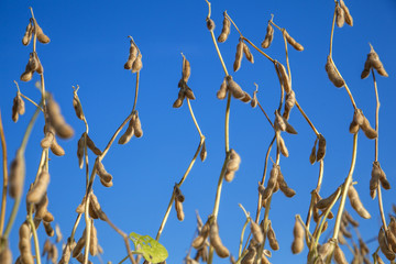 Close up view of soybean plants ready for harvest