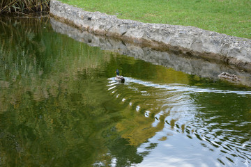 duck floating on the lake