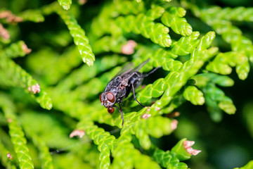 Fliege im grünen