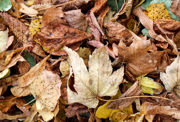Laub im Herbst