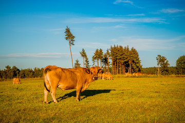 Troupeau de vaches dans le Cantal
