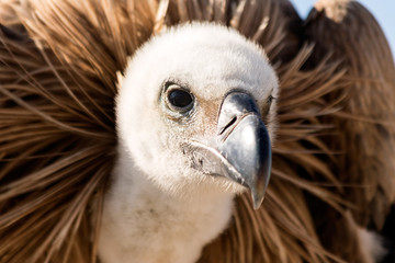 Vulture portrait 