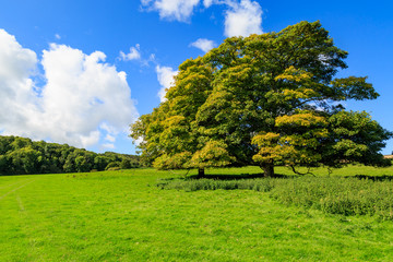 Trees in the Countryside