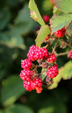 Himbeere am Strauch 