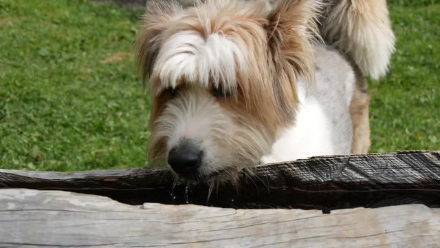 Cane che beve acqua in campagna