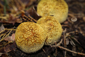 Knollen, Pilze im Wald 